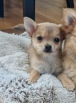 chihuahua/pomeranian modell mindre