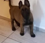 Malinois valpar reg SKK