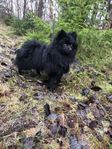 pomeranian  blandras