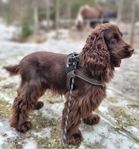 Cockerspaniel för avel