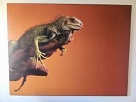 Iguana ödla - Stor tavla 115 x 87 cm