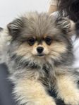 pomeranian tik 