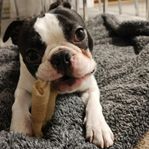 Kastrerad hane, Boston Terrier 