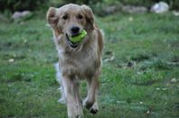 Golden retriever valpar väntas