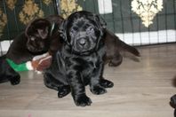 Labrador retriever valpar med stamtavla