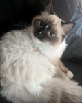 Underbara Ragdoll flickor, Sverak reggade