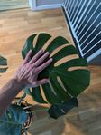 Monstera 80cm