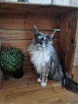 Maine Coon hona