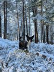 SKK registrerad Welsh Corgi Cardigan tik, 19mån