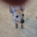 xoloitzcuintle liten, hane