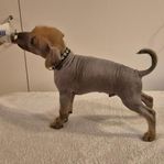 xoloitzcuintle liten, hane