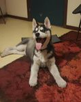 Äkta renrasiga Siberian husky valpar!