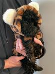 Wille en CAVAPOO söt genomsnäll familjehund .