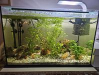 7st akvarium med fisk och tillbehör.