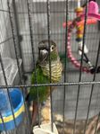 conure fågel / handtam 