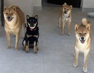 Shiba Inu en hane 3,5 år och en til 2,5 år