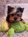 Renrasig Yorkshire terrier !