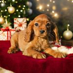 Toy Cavalier King Charles Spaniel 