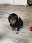 Bernedoodle hane 5 mån 