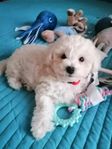 Renrasiga bichon frise valpar 