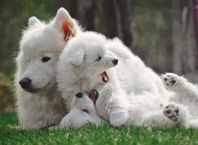 Samojed