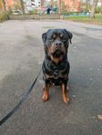 rottweiler hane 1,5 år