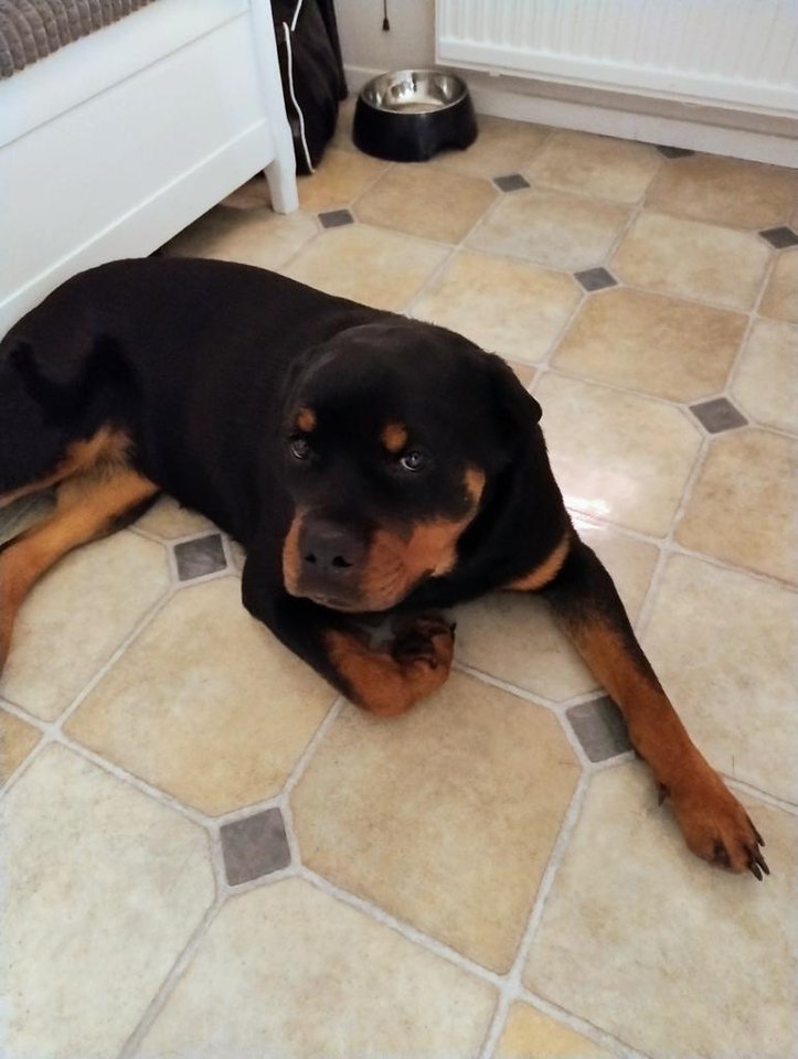 Rottweiler 