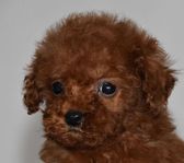 Cavapoo valpar BRUNA