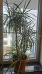 Kantdracena 120cm 