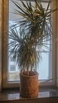 Kantdracena 150cm