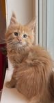 Maine coon kattunge hane 