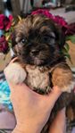 shorkie (shih-tzu/yorkie mix)