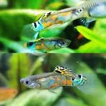 Guppy Endlers 