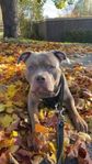 american Xl bully blandras