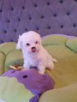 Maltipoo valpar leveransklara 