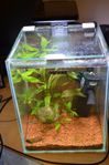 Nanoakvarium Aquael 10 lit, l 20x20x25 cm dagsljus LED lampa