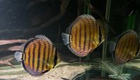 Discus