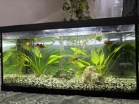 Akvarium 55 liter & fiskar 