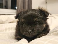 pomchi tikvalp 