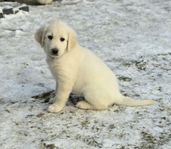 Labradoodle Valpar Leveransklara nu är valparna är 9 vecko