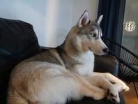 8 månader gammal Husky