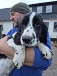 Springer spaniel Hane