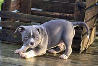 Leveransklara American Bully Pocket 