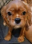 Underbar Cavalier King Charles Spaniel valp 