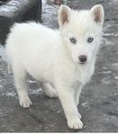 siberian Husky valp till salu