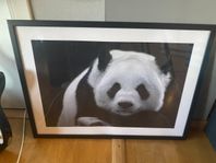 tavla med panda