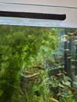 aquarium plants 