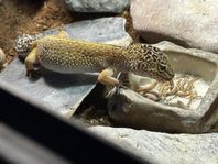 Leopardgecko + komplett terrariepaket (Exoterra) säljes!