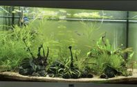 akvarium 125 liter