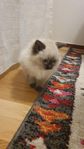 Ragdoll kattungar/Siames mamma 